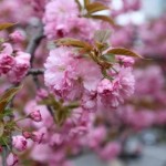 2015八重桜その１